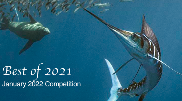 January 2022 Competition