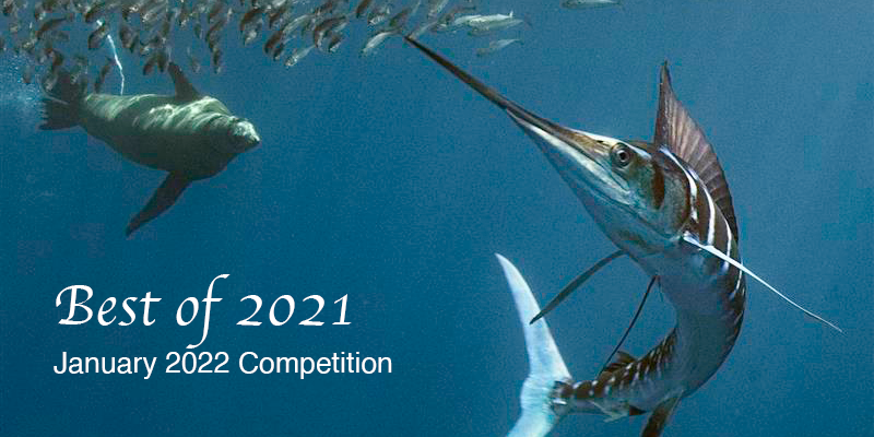 January 2022 Competition